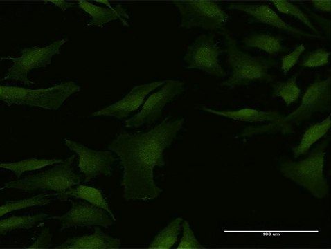 Anti-C9orf156 antibody produced in mouse