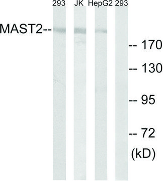 Anti-MAST2 antibody produced in rabbit