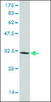 ANTI-LMO3 antibody produced in mouse
