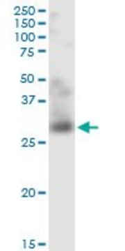 Monoclonal Anti-TNFSF12 antibody produced in
