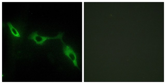 Anti-LEG9 antibody produced in rabbit