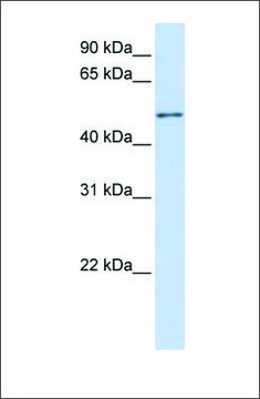 Anti-ZNF561 antibody produced in rabbit