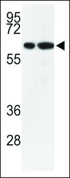 ANTI-MOUSE VGLU2 ANDIBODY (C-TERM) antibody