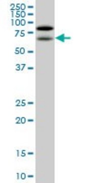 Monoclonal Anti-NOLC1, (C-terminal) antibody produced