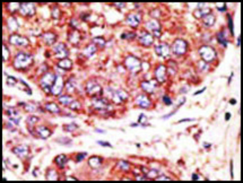 Anti-MAFK (C-term) antibody produced in