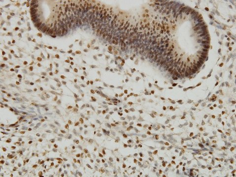 ANTI-YY1 antibody produced in mouse