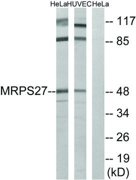 Anti-MRPS27 antibody produced in rabbit