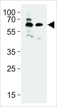 ANTI-BRTC1/2(N-TERMINAL) antibody produced in rabbit