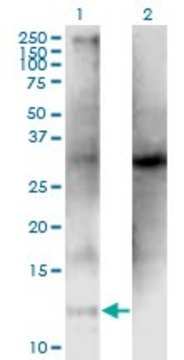 Monoclonal Anti-CLPS, (C-terminal) antibody produced