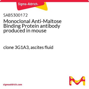 Monoclonal Anti-Maltose Binding Protein antibody