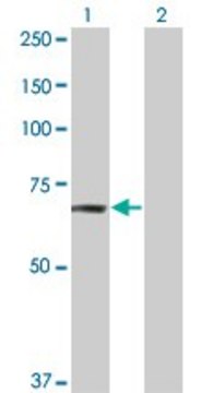 ANTI-TNIK antibody produced in mouse