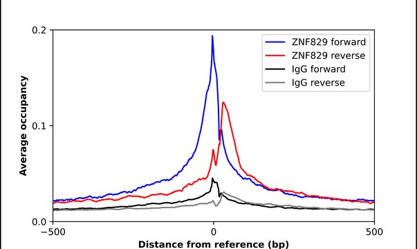 Anti-ZNF829 antibody produced in rabbit