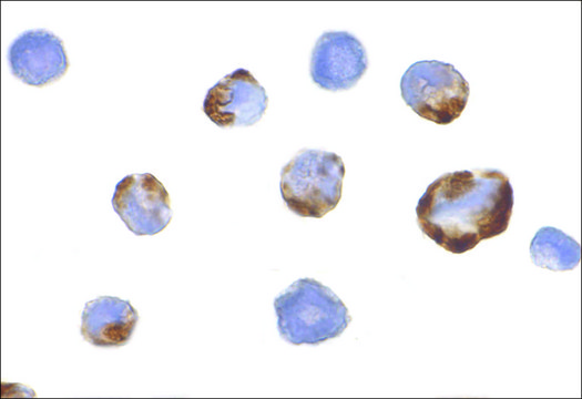 Anti-PAK5 antibody produced in rabbit