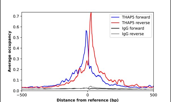 Anti-THAP5 antibody produced in rabbit