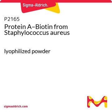 Protein A–Biotin from Staphylococcus aureus