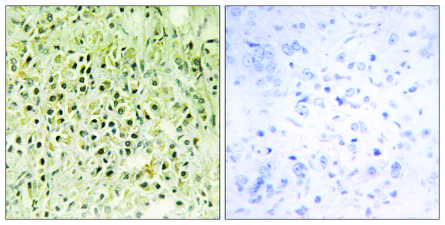 Anti-LEG8 antibody produced in rabbit