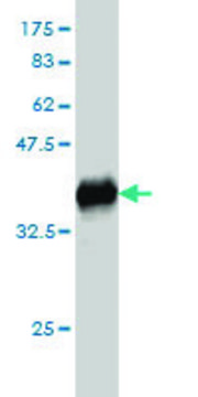Monoclonal Anti-GEM antibody produced in