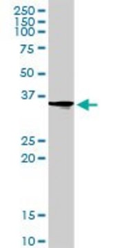 Anti-PIR antibody produced in rabbit