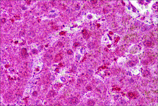 Anti-MST1 antibody produced in rabbit