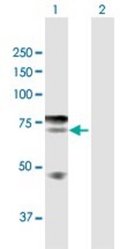 Anti-IKZF4 antibody produced in rabbit