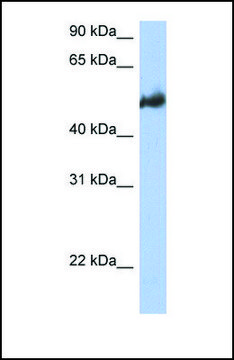 Anti-BAG3 antibody produced in rabbit