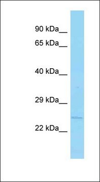 Anti-APH1B antibody produced in rabbit