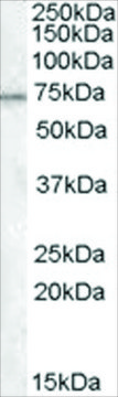 Anti-MEPCE antibody produced in goat