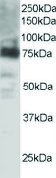 Anti-COX2/PTGS2 antibody produced in goat