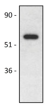 Monoclonal Anti-CD4 , (N-terminal) antibody
