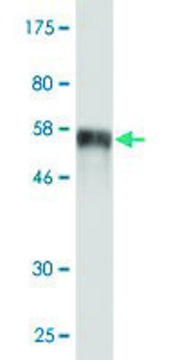 Monoclonal Anti-SIX2 antibody produced in