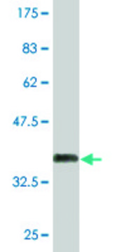 Monoclonal Anti-PHF7 antibody produced in