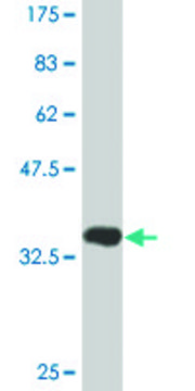 Monoclonal Anti-DDIT3 antibody produced in