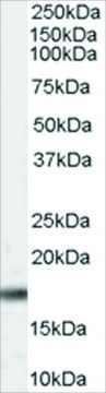 Anti-PIN1 antibody produced in goat