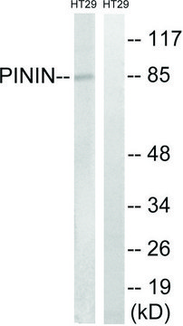 Anti-PNN antibody produced in rabbit