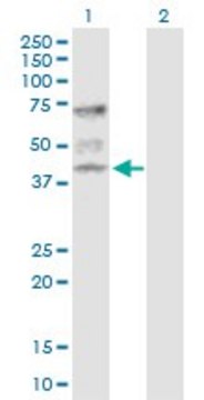 Anti-ATP6V1C1 antibody produced in rabbit