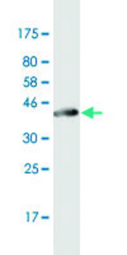 Monoclonal Anti-KRT75 antibody produced in
