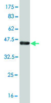 ANTI-T antibody produced in mouse
