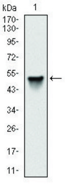 Monoclonal Anti-SRC antibody produced in