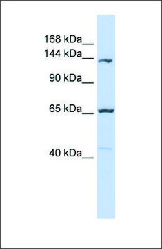 Anti-PCDH12 antibody produced in rabbit
