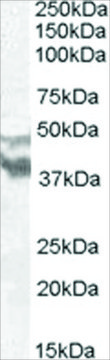 Anti-DYX1C1/EKN1 antibody produced in goat
