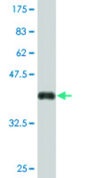 Monoclonal Anti-KIAA1199 antibody produced in