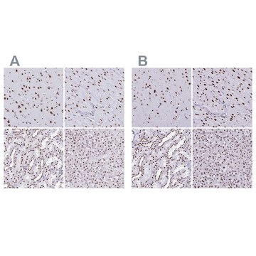 Anti-NONO antibody produced in rabbit