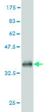 ANTI-TEK antibody produced in mouse