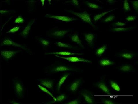 Monoclonal Anti-GTF2IRD1 antibody produced in
