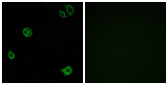 Anti-GPR110 antibody produced in rabbit