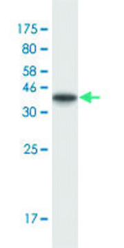 Monoclonal Anti-ATP2A3 antibody produced in