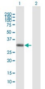 Anti-AZGP1, (C-terminal) antibody produced in