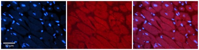 Anti-MLXIP antibody produced in rabbit