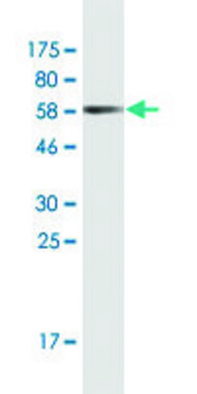 Monoclonal Anti-RNF126 antibody produced in