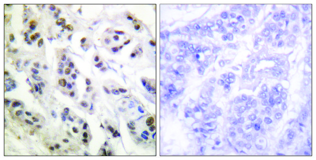 Anti-Lamin A antibody produced in